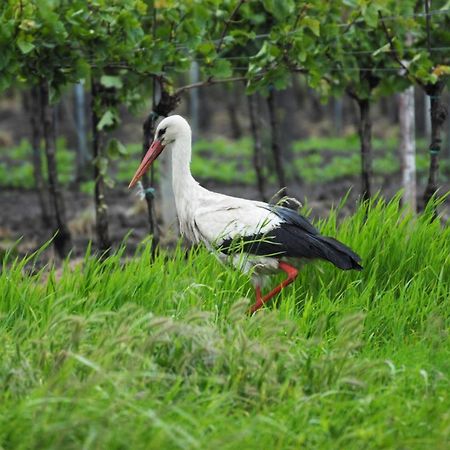 Pension & Weingut Storchenblick Illmitz Eksteriør billede