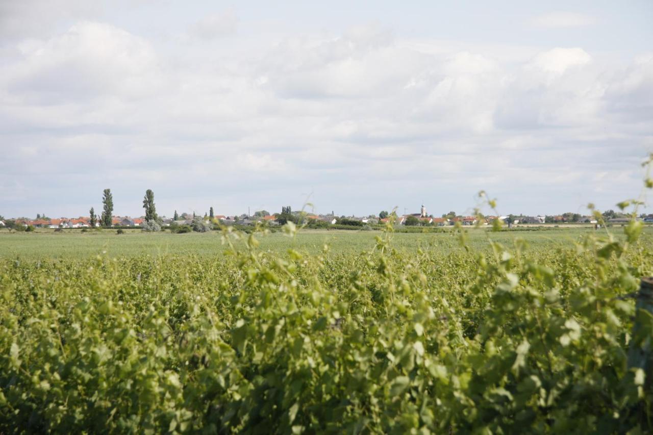 Pension & Weingut Storchenblick Hotel Illmitz Eksteriør billede